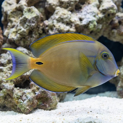 Fowler's Surgeonfish