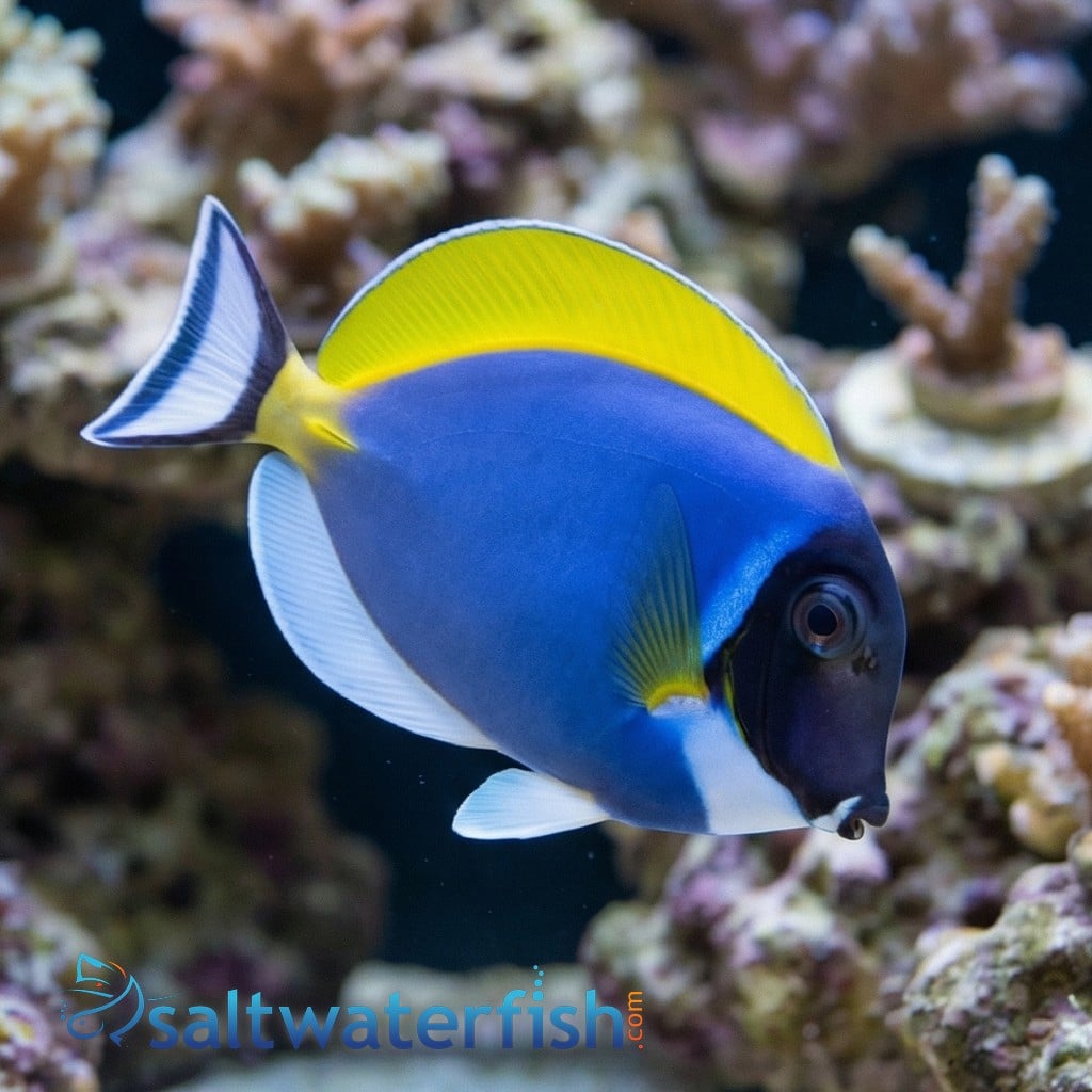 Powder Blue Tang