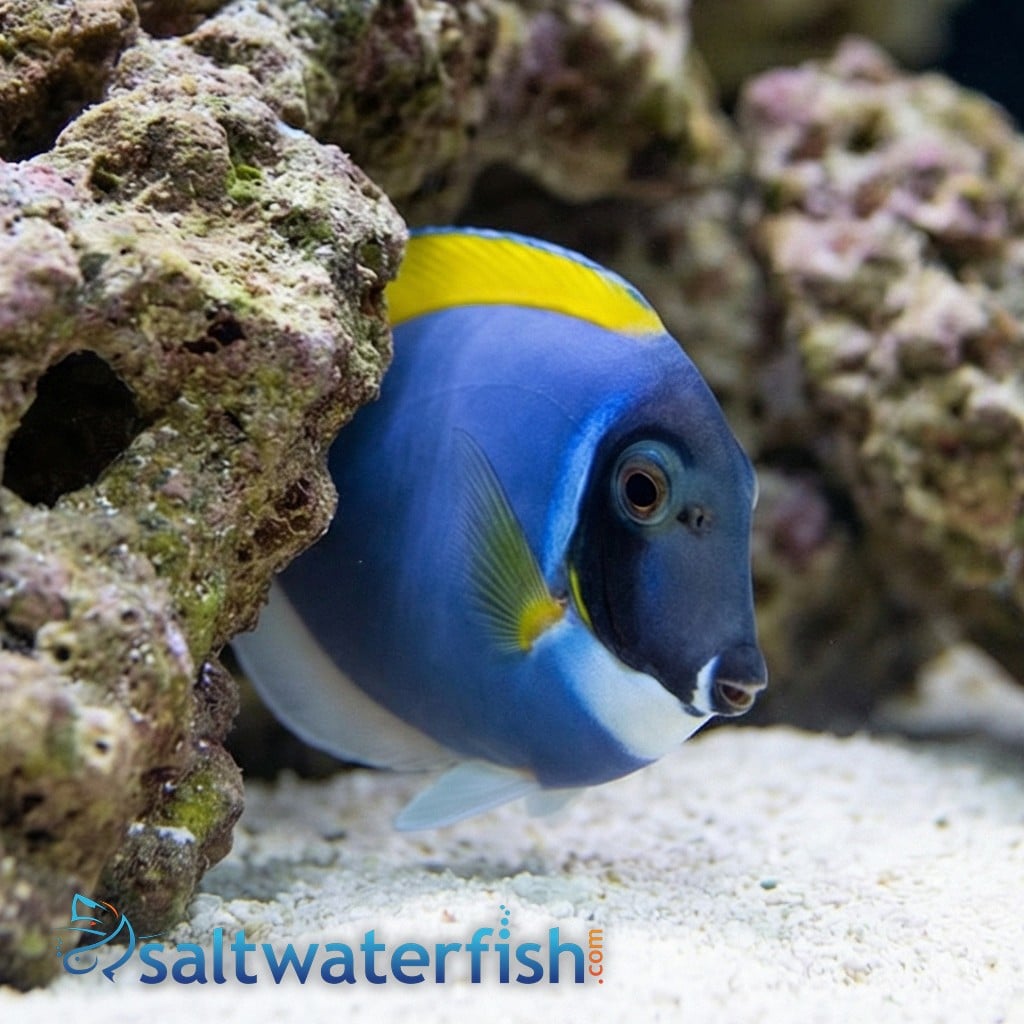 Powder Blue Tang