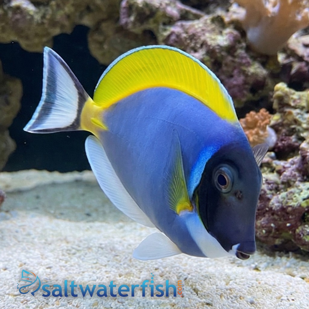 Powder Blue Tang