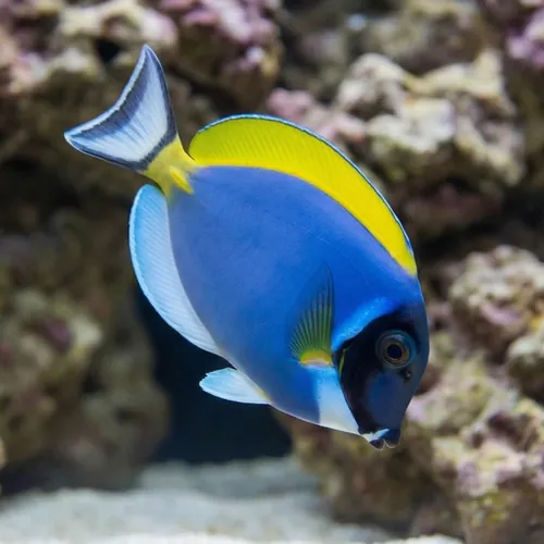 Powder Blue Tang