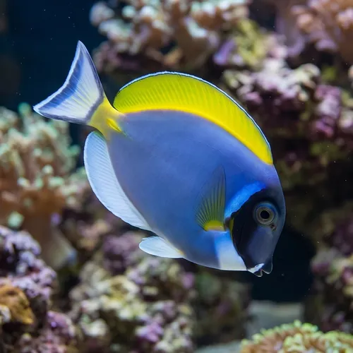 Hybrid Powder Blue X White Cheek Tang
