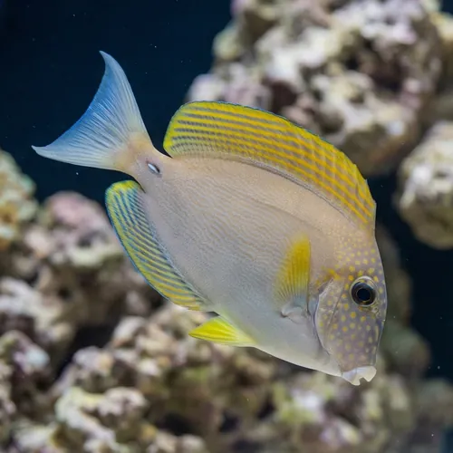 Maculiceps Tang