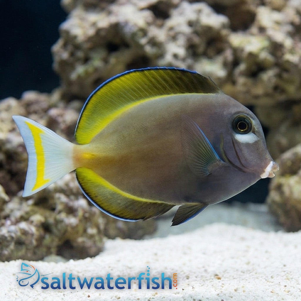 Gold Rim Tang