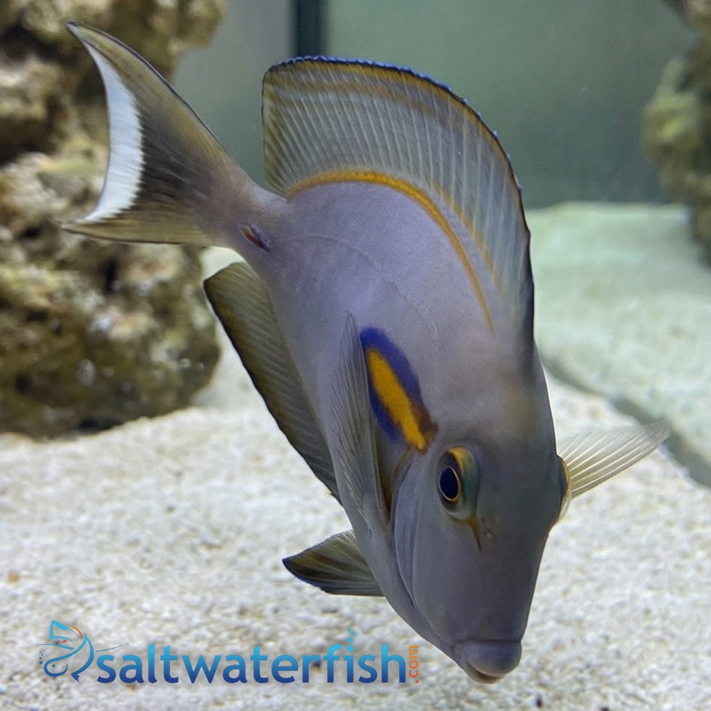 Orange Shoulder Tang - Juvenile - Fiji - MAC Certified