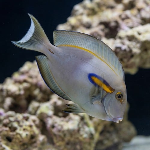 Orange Shoulder Tang - Juvenile - Fiji - MAC Certified