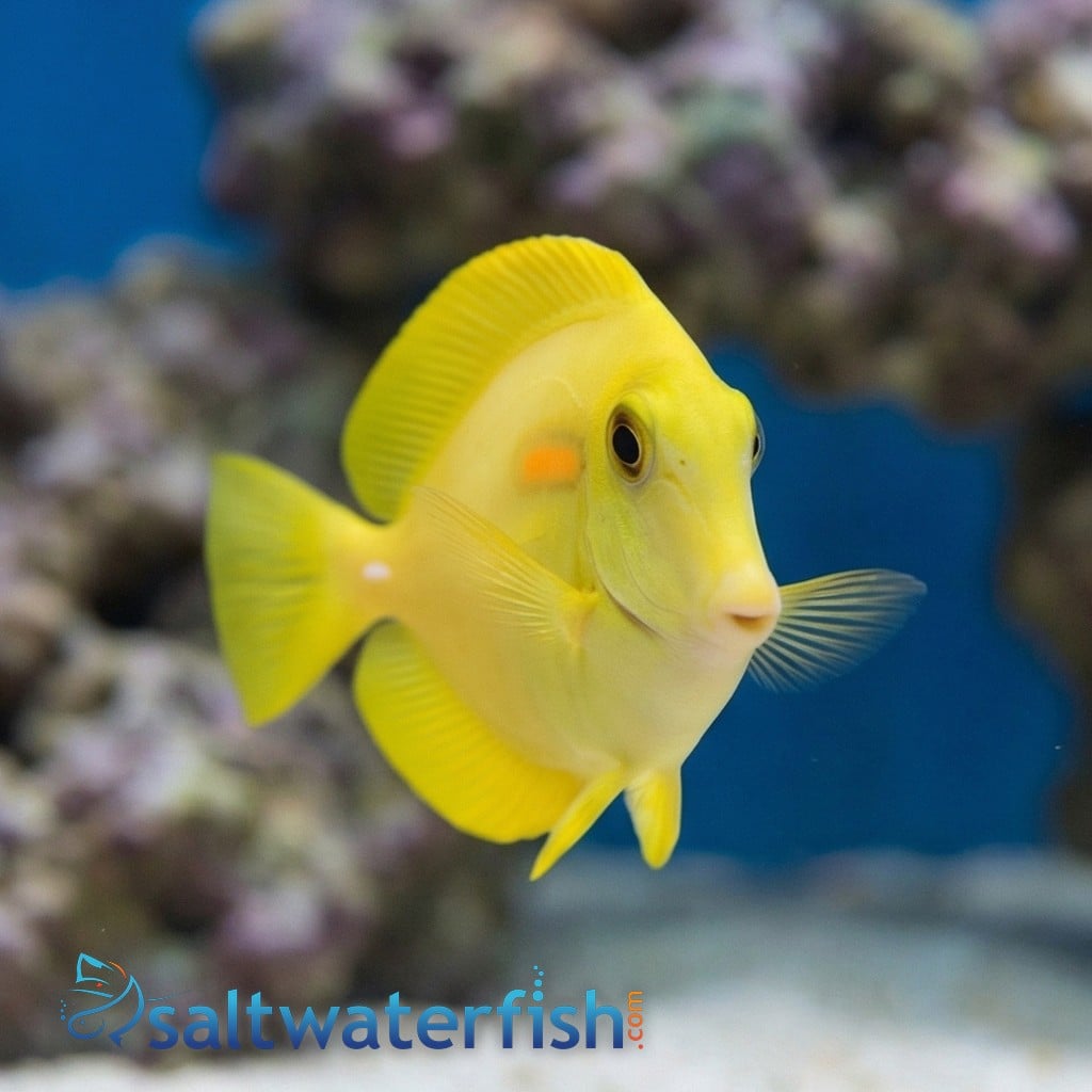Orange Shoulder Tang
