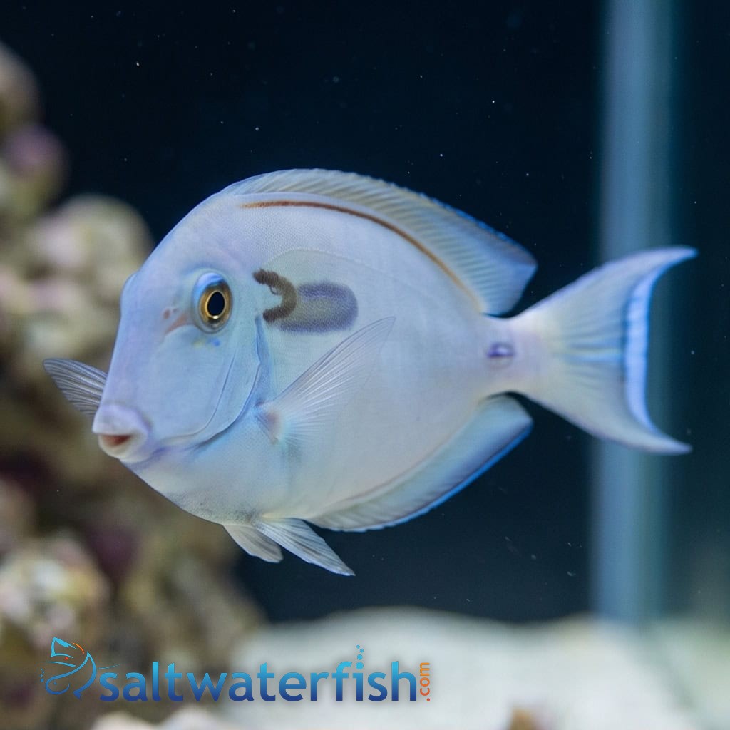 Lieutenant x Orange Shoulder Tang Hybrid