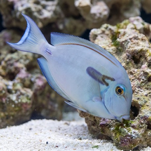 Lieutenant x Orange Shoulder Tang Hybrid