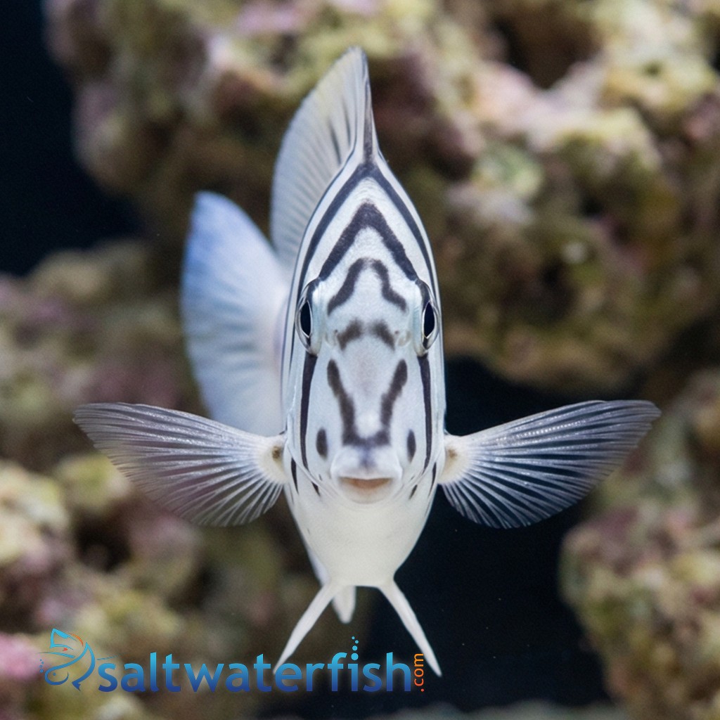 Black-Barred Zebra Tang - Red Sea