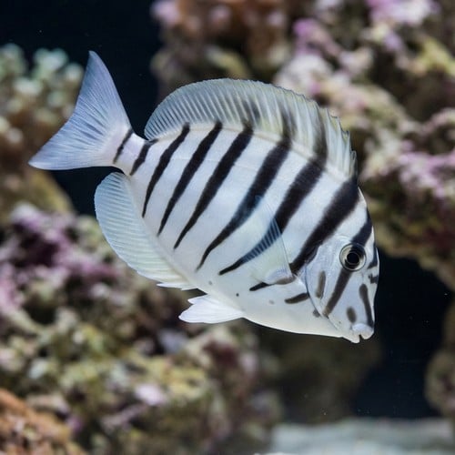 Black-Barred Zebra Tang - Red Sea