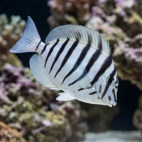 Black-Barred Zebra Tang - Red Sea