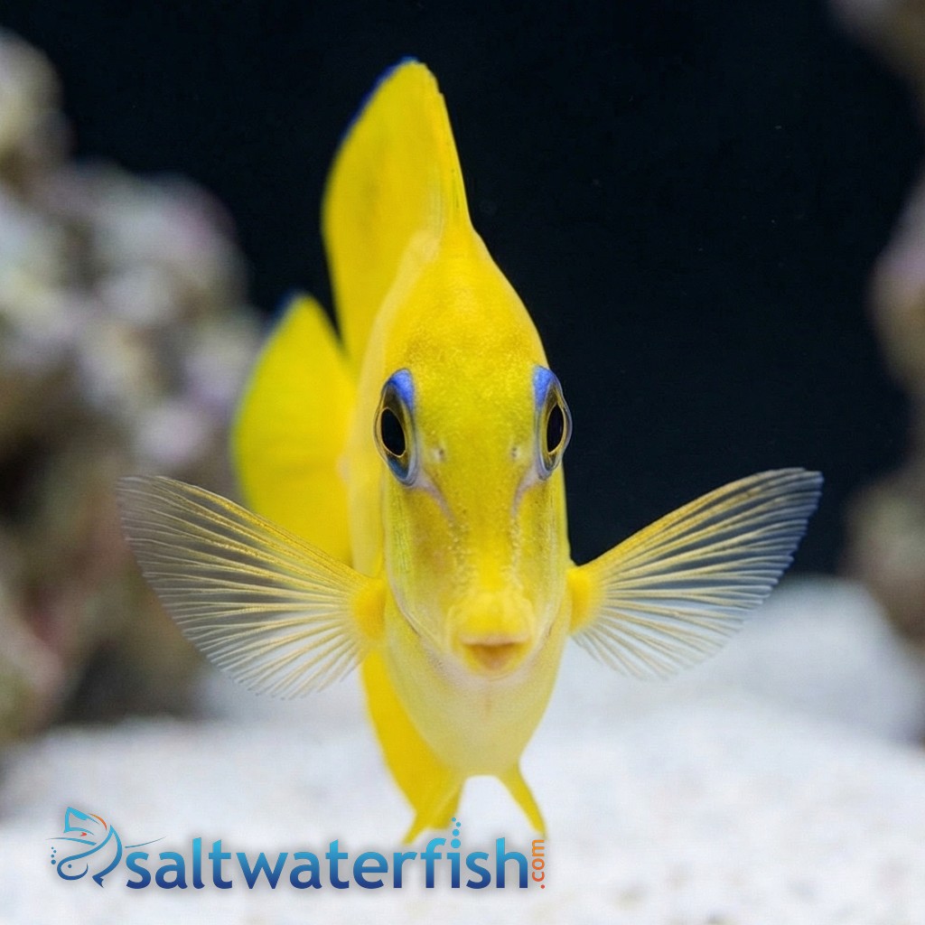 Yellow Mimic (Chocolate) Tang - Fiji - MAC Certified