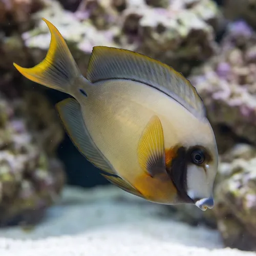 Yellow Mimic (Chocolate) Tang - Fiji - MAC Certified