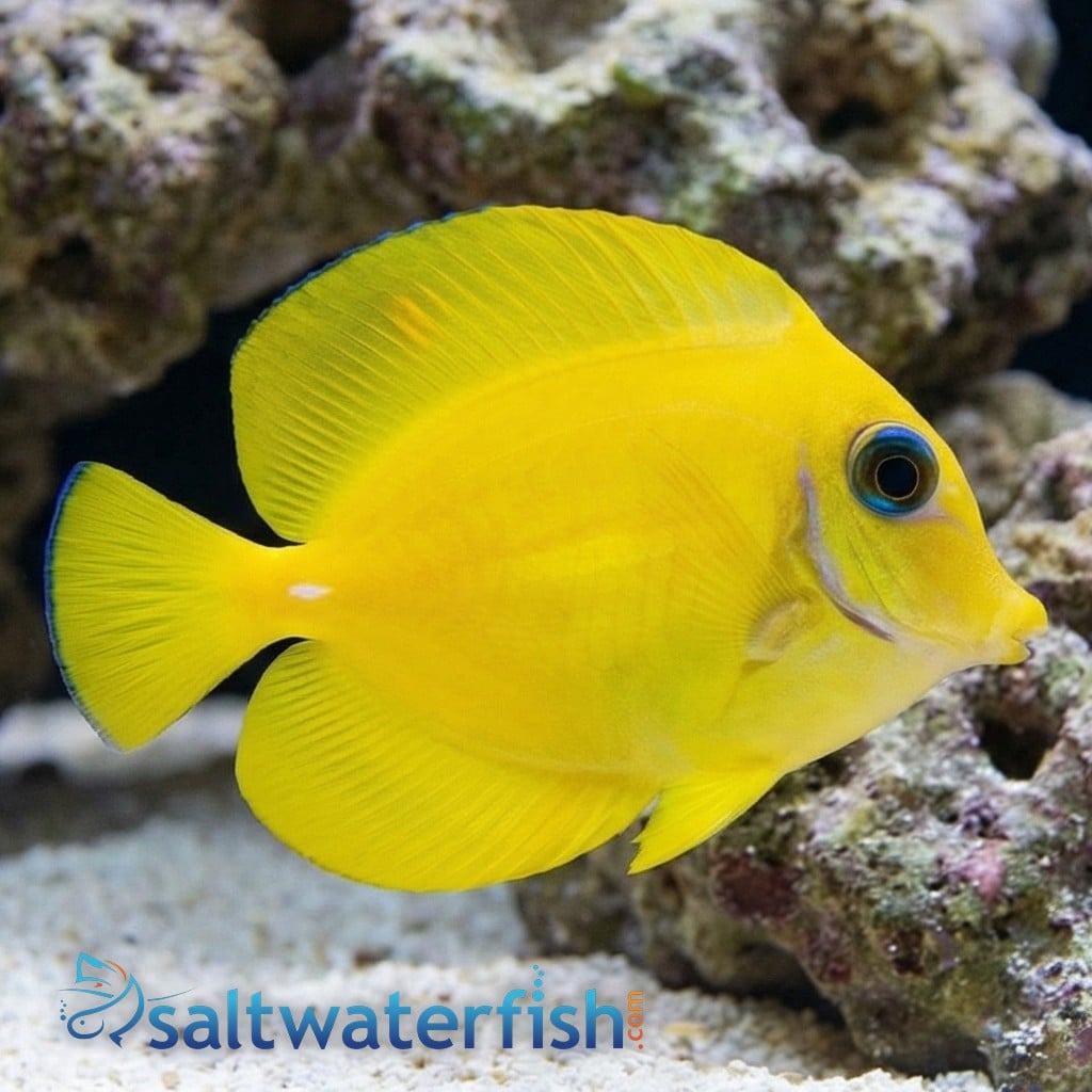 Yellow Mimic (Chocolate) Tang