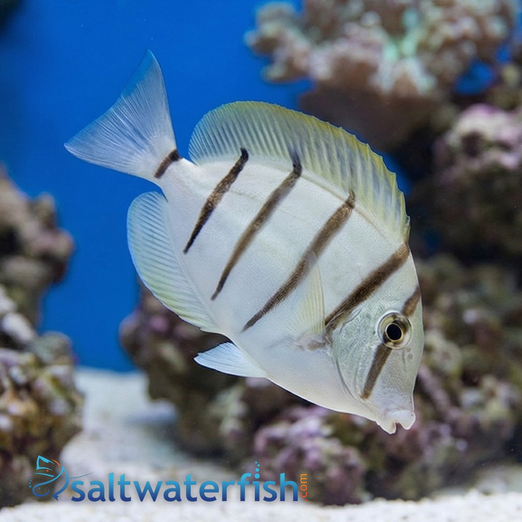 Convict Tang - Fiji - MAC Certified