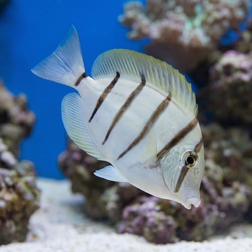 Convict Tang - Fiji - MAC Certified