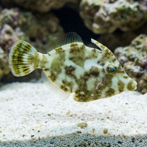 Aiptasia Eating Filefish