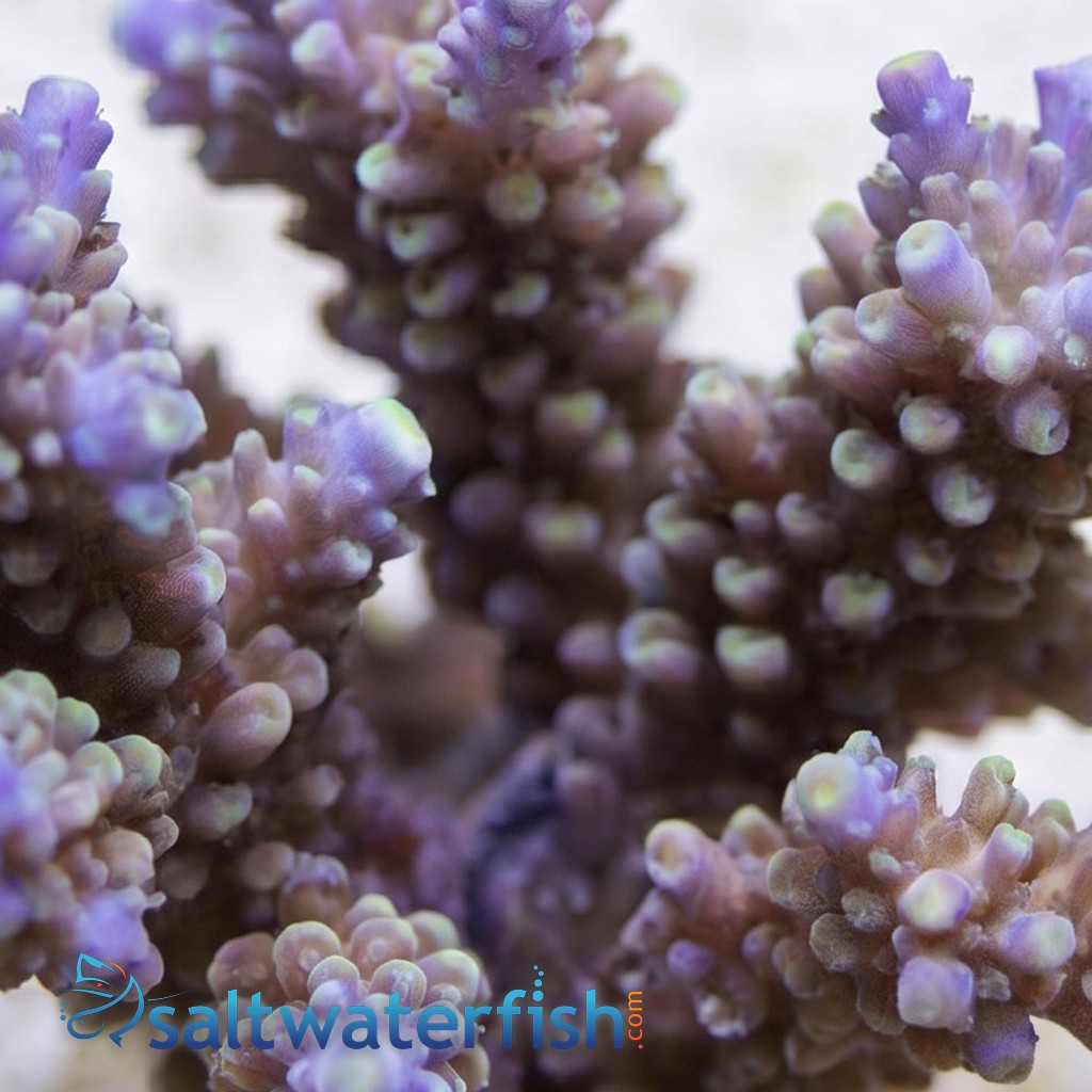 Acropora Divaricata Coral : Green w/ Purple Tips - Aquacultured