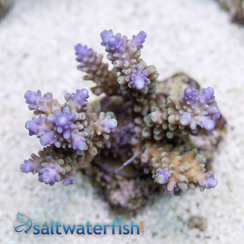 Acropora Divaricata Coral : Green w/ Purple Tips - Aquacultured