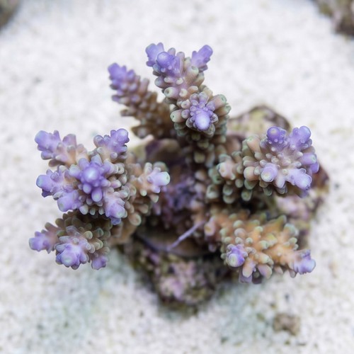 Acropora Divaricata Coral : Green w/ Purple Tips - Aquacultured