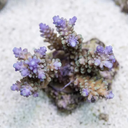 Acropora Divaricata Coral : Green w/ Purple Tips - Aquacultured