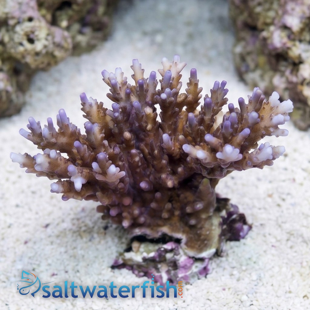 Acropora Efflorescens Purple Coral - Aquacultured
