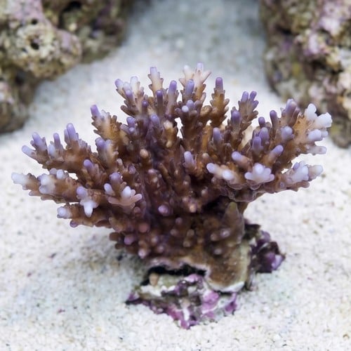 Acropora Efflorescens Purple Coral - Aquacultured
