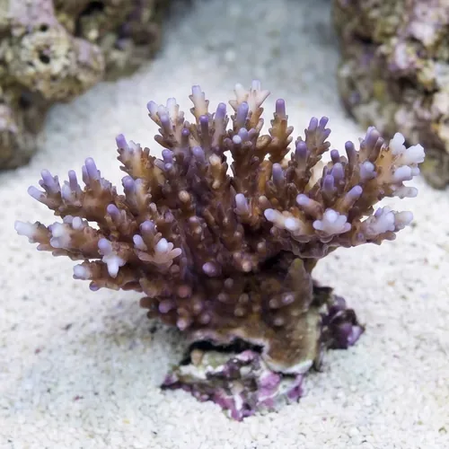 Acropora Efflorescens Purple Coral - Aquacultured