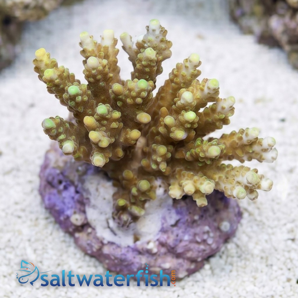 Acropora Efflorescens Green Coral - Aquacultured