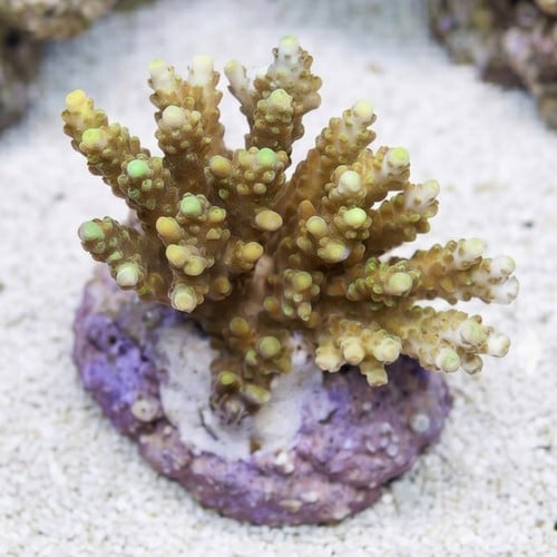 Acropora Efflorescens Green Coral - Aquacultured