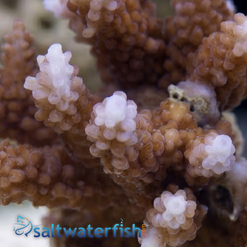 Acropora Formosa Coral - Australia