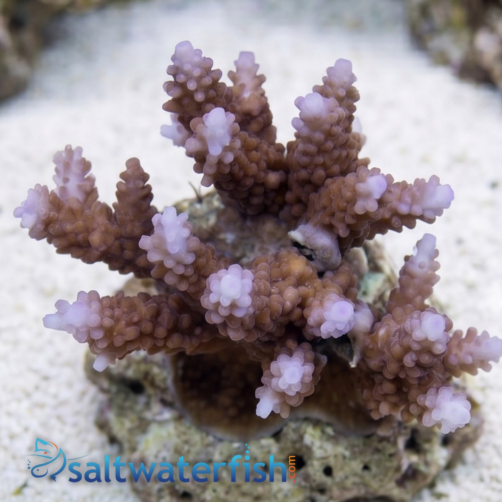 Acropora Formosa Coral - Australia