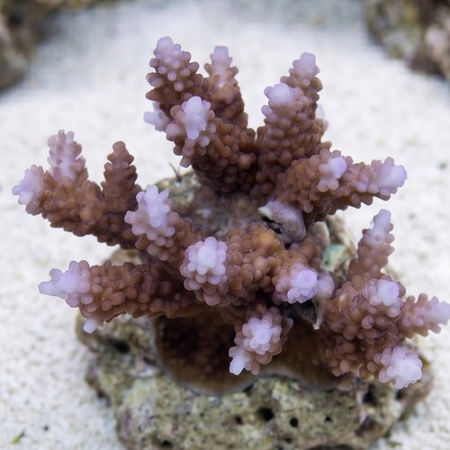 Acropora Formosa Coral - Australia