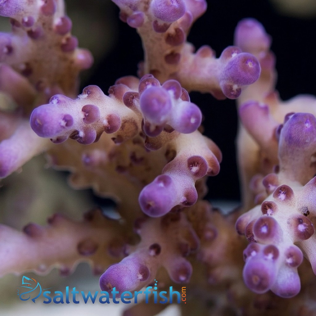 Acropora Loripes Purple Coral - Aquacultured