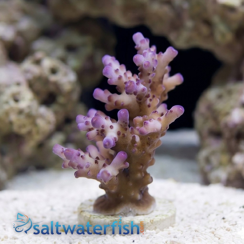 Acropora Loripes Purple Coral - Aquacultured