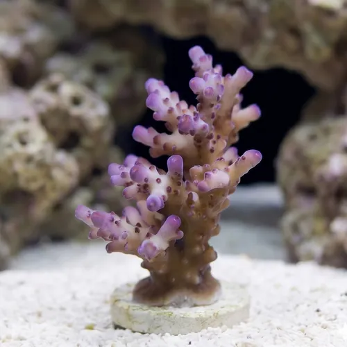 Acropora Loripes Purple Coral - Aquacultured