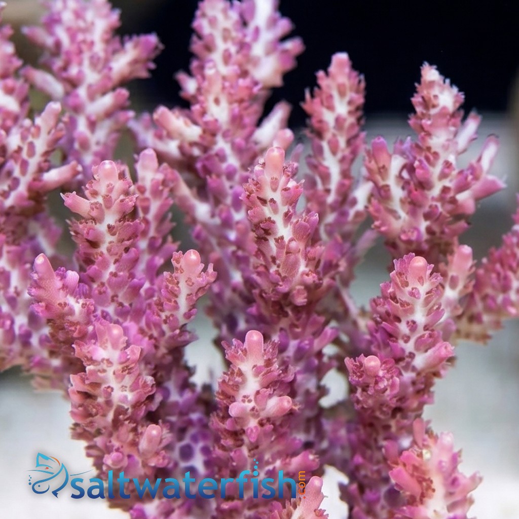 Acropora Coral: Strawberry Shortcake - Australia