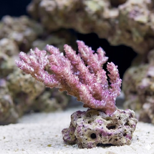 Acropora Coral: Strawberry Shortcake - Australia