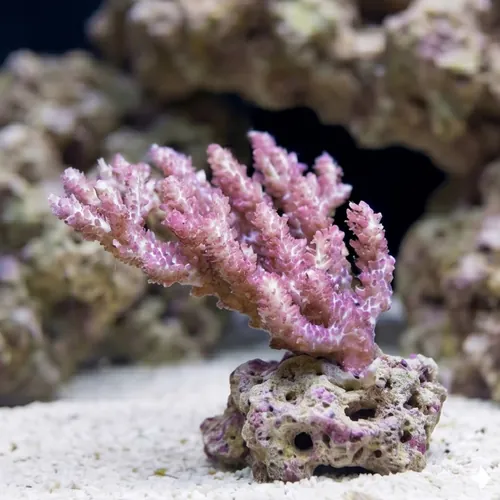 Acropora Coral: Strawberry Shortcake - Australia