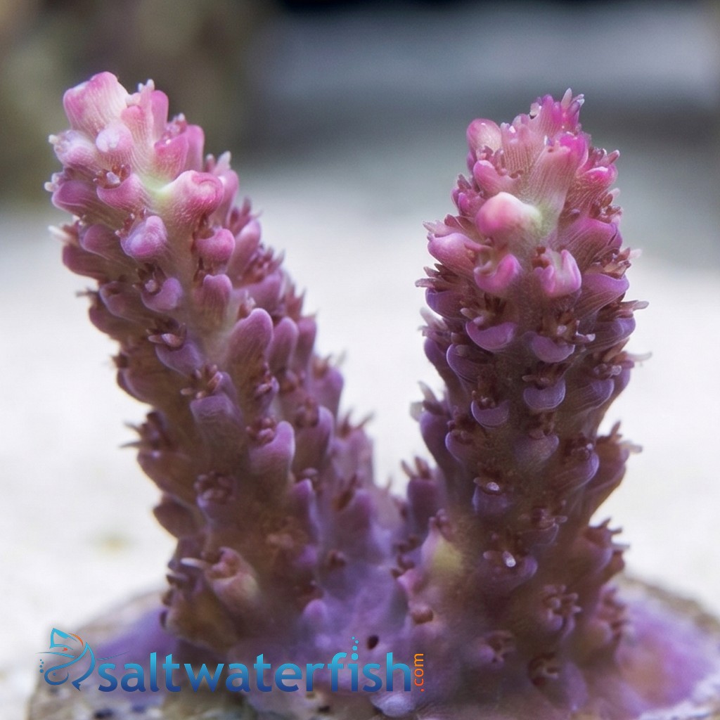 Acropora Coral: Strawberry Shortcake - Australia