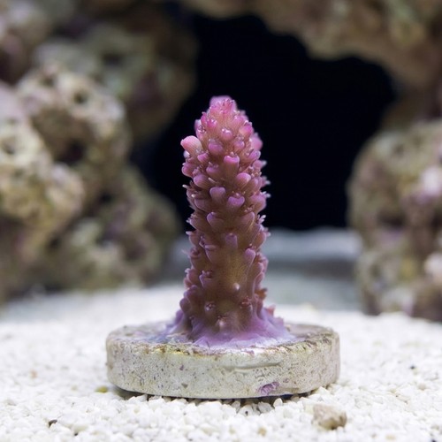 Acropora Coral: Strawberry Shortcake - Australia