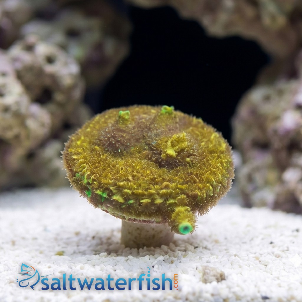 Acropora Microclados: Colored - Australia