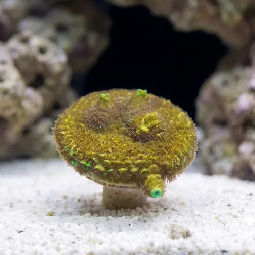 Acropora Microclados: Colored - Australia