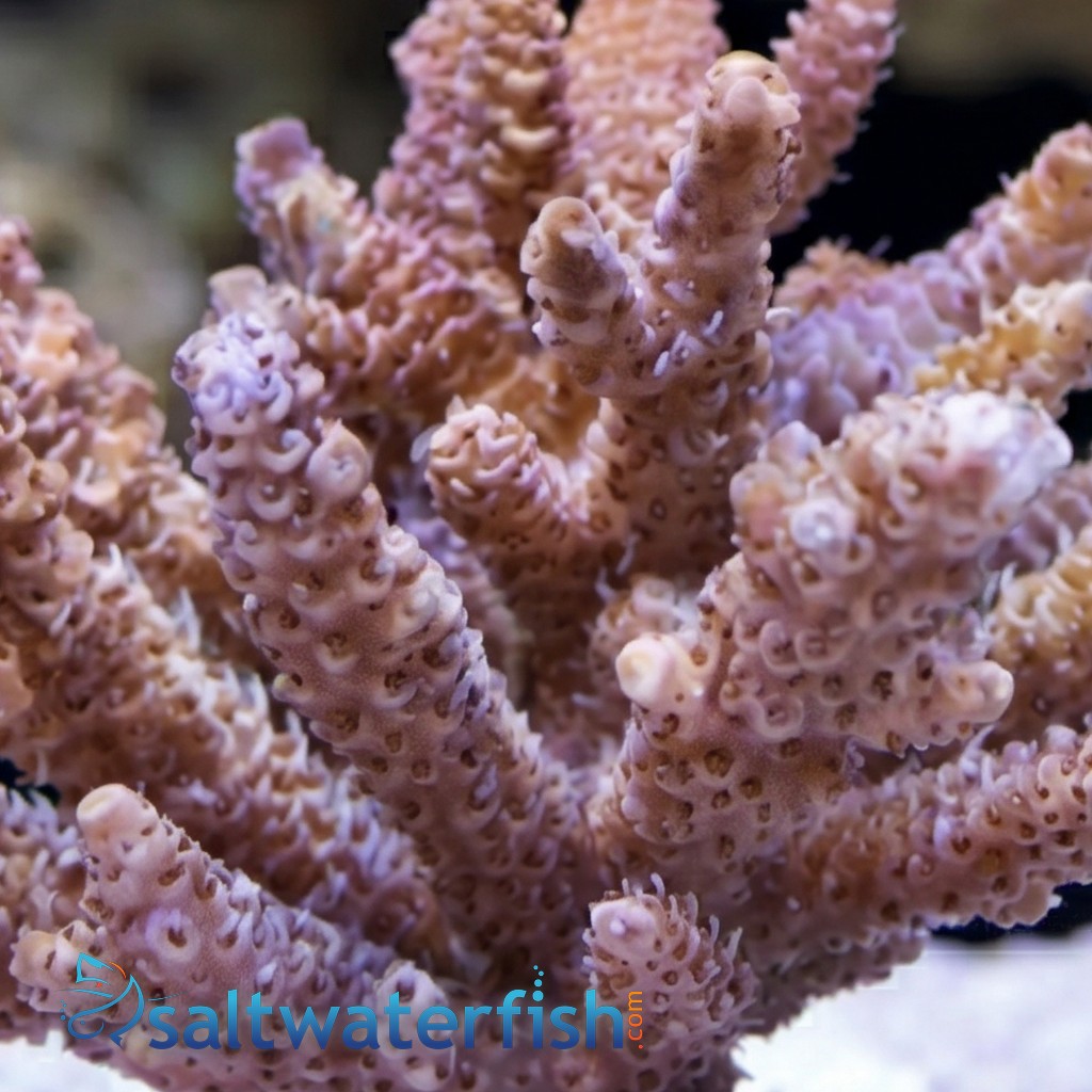 Acropora Millepora Coral : Pink/Rose
