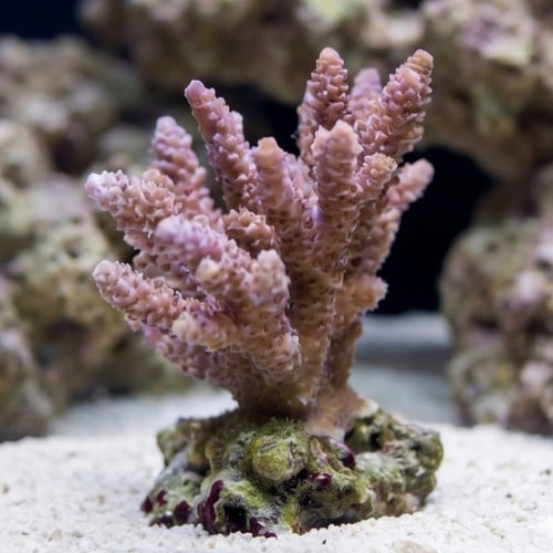 Acropora Millepora Coral : Pink/Rose