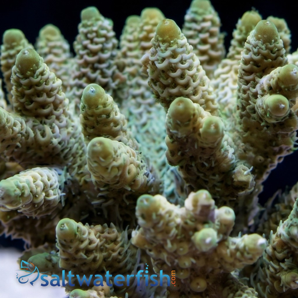 Acropora Millepora Green - Aquacultured