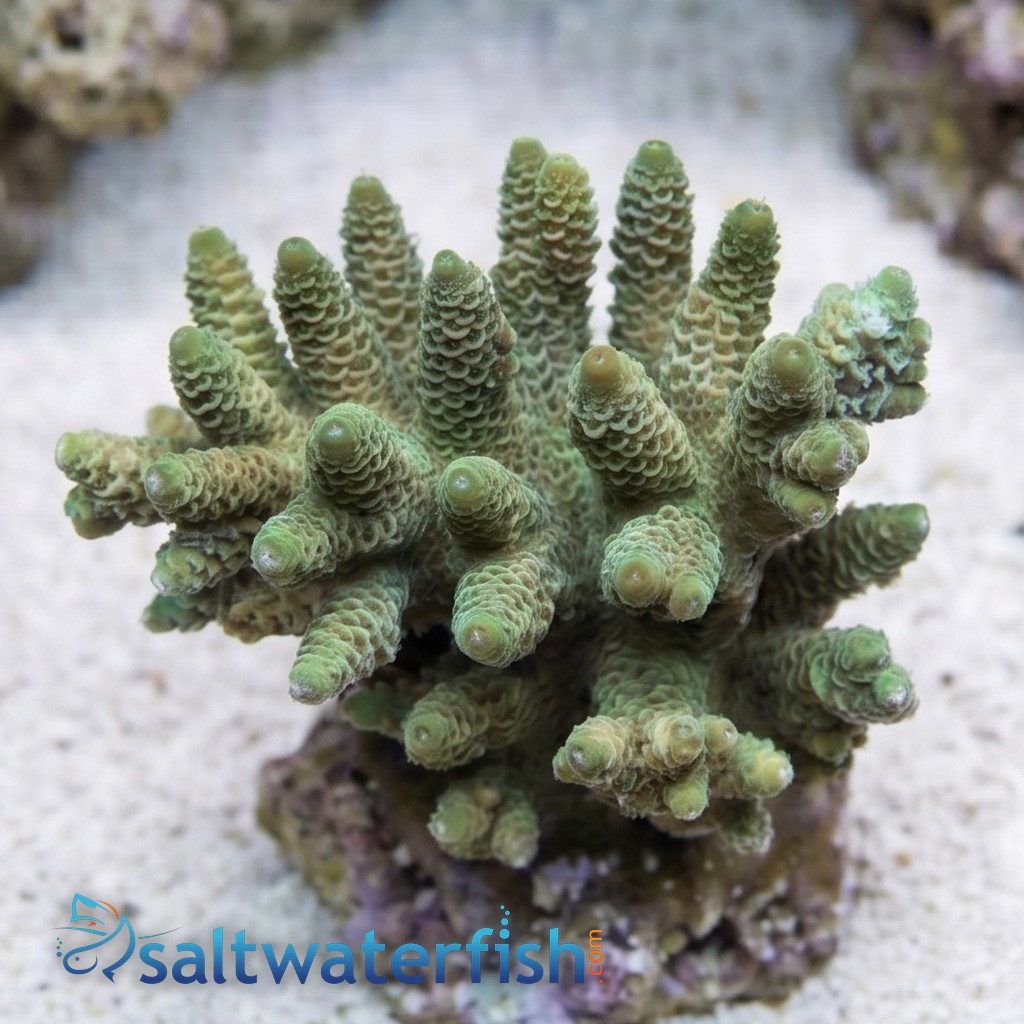 Acropora Millepora Green - Aquacultured