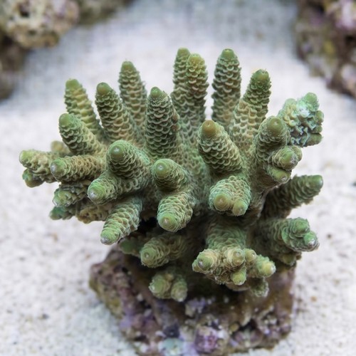 Acropora Millepora Green - Aquacultured