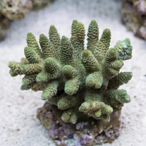 Acropora Millepora Green - Aquacultured